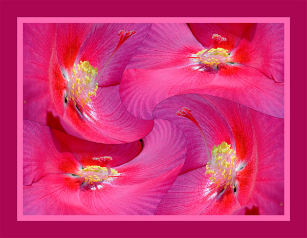 photo "Hibiscus twirl" tags: montage, nature, flowers