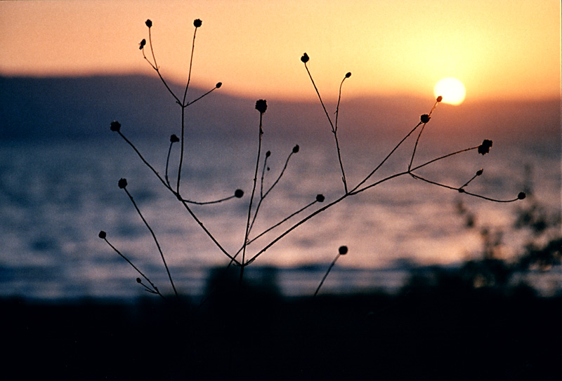 фото "Выше Солнца!" метки: пейзаж, природа, закат, цветы