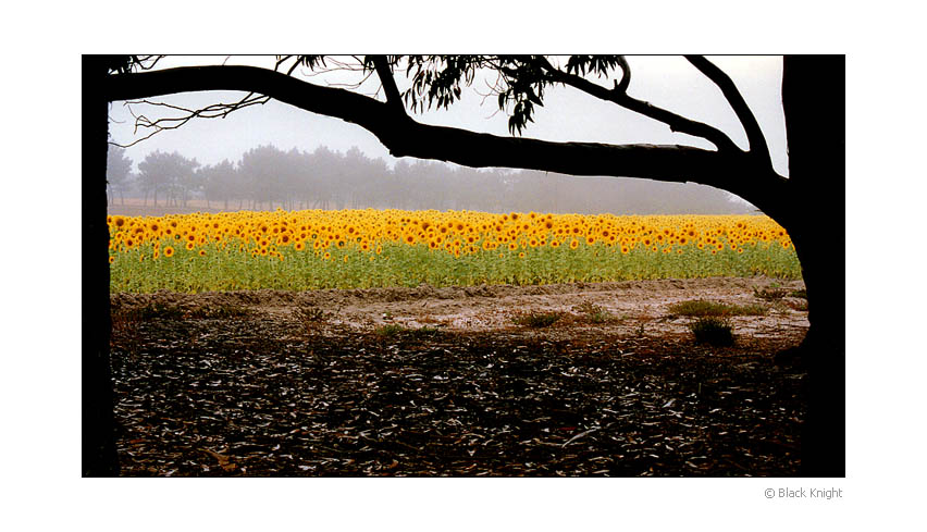 фото "On The Field" метки: пейзаж, природа, лес