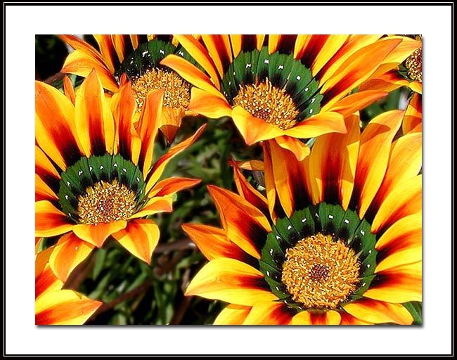 photo "Three Crowns" tags: nature, flowers