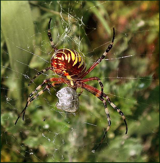 photo "Feast of the winner" tags: macro and close-up, nature, insect