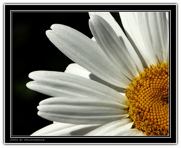 photo "White and yellow" tags: macro and close-up, nature, flowers