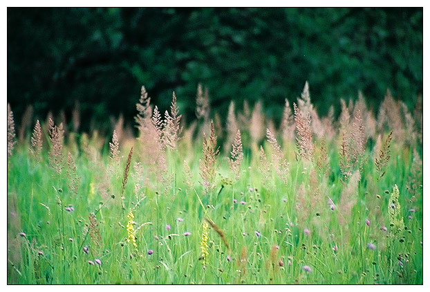 photo "Summer in the field" tags: nature, flowers