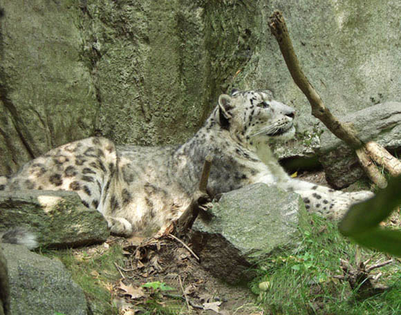 фото "Snow Leopard" метки: природа, портрет, дикие животные