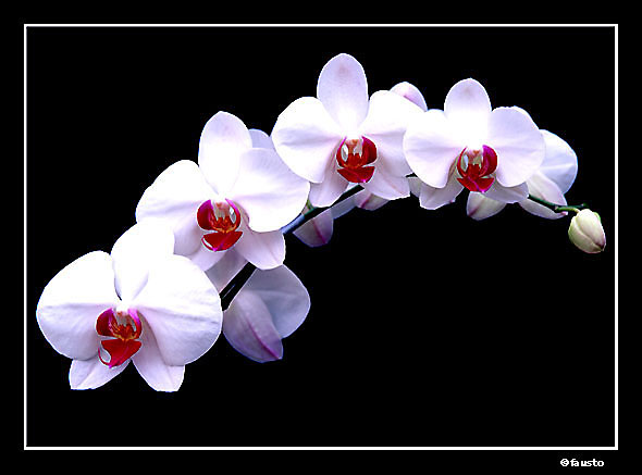 фото "White Beauties" метки: природа, цветы