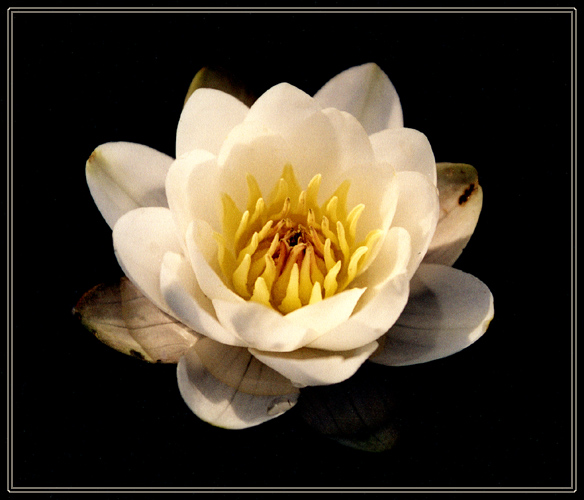 photo "Water lily." tags: nature, flowers