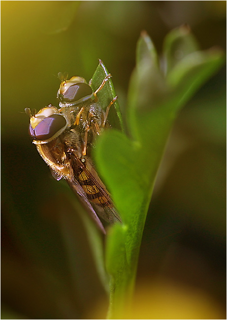 photo "Massage?" tags: macro and close-up, nature, insect