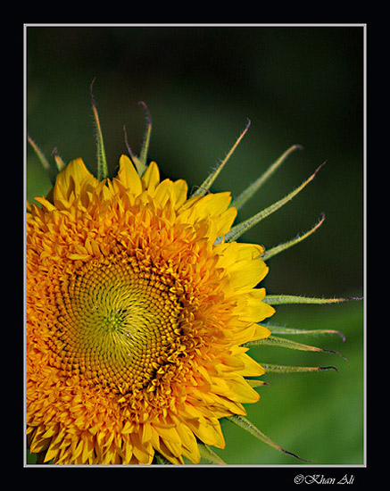 photo "Color of the Summer" tags: nature, macro and close-up, flowers