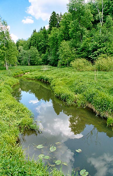 photo "Little river near Moscow (repost)" tags: landscape, forest, summer