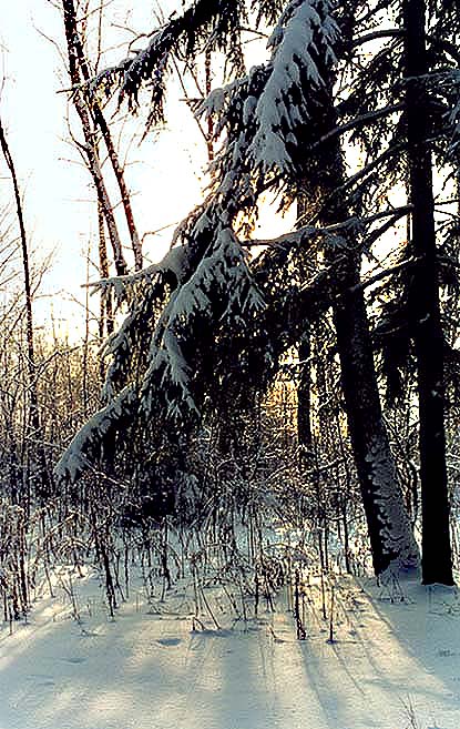 photo "***" tags: landscape, forest, winter