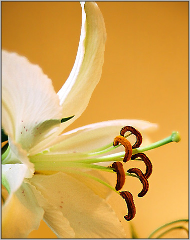 фото "Белая нежность" метки: макро и крупный план, природа, цветы