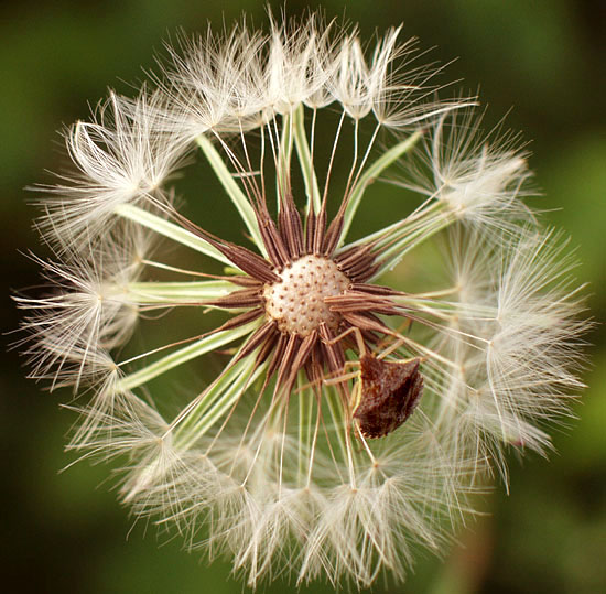 photo "Almost Camouflaged" tags: macro and close-up, nature, insect