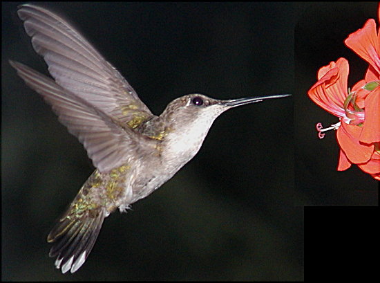 photo "Headed for Red..." tags: nature, macro and close-up, wild animals