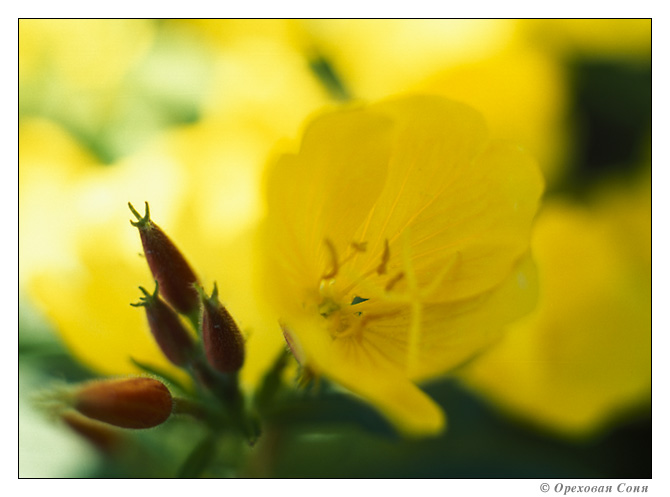 photo "The small sun of July" tags: macro and close-up, landscape, summer