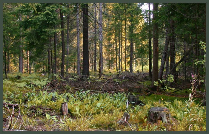 фото "Заповедные места... (серия "Лес")" метки: пейзаж, лес, лето