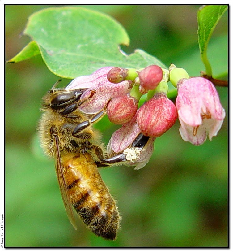 photo "Bee" tags: nature, macro and close-up, insect