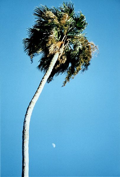 photo "Palm tree and the moon" tags: abstract, nature, 