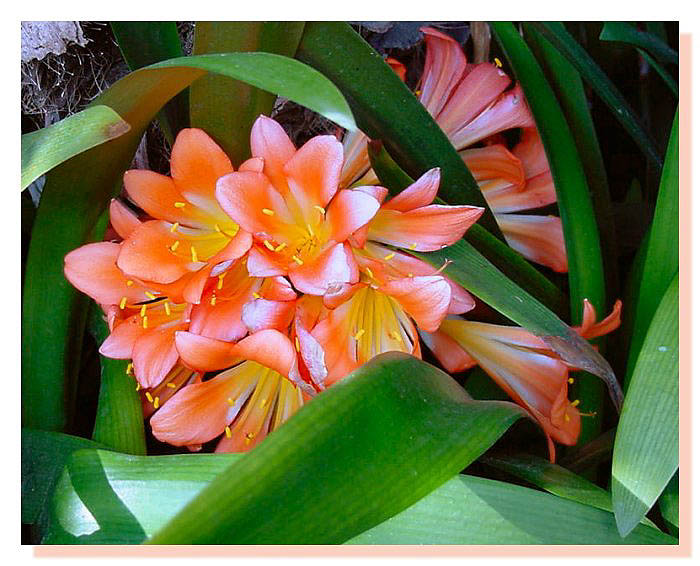 фото "Shades of Pink" метки: природа, цветы