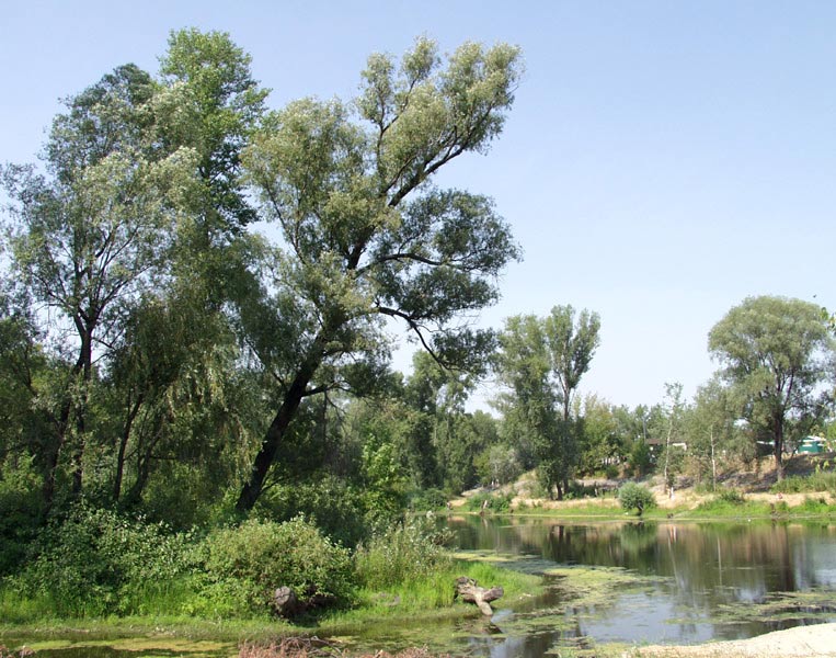 photo "The landscape in center of Kiev" tags: landscape, summer