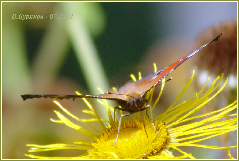фото "Присосалась" метки: природа, макро и крупный план, насекомое