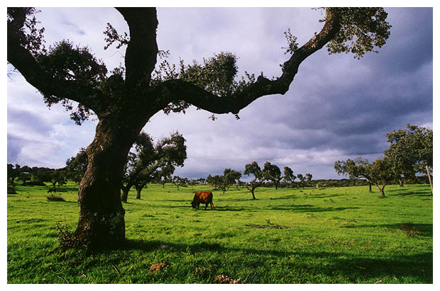 photo "On the Field" tags: nature, landscape, pets/farm animals