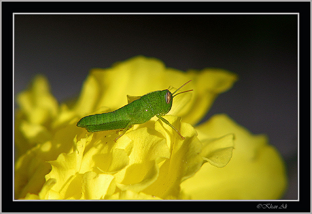 photo "Grasshopper (pretty)" tags: nature, macro and close-up, insect