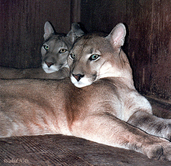 photo "Lionesses" tags: nature, wild animals