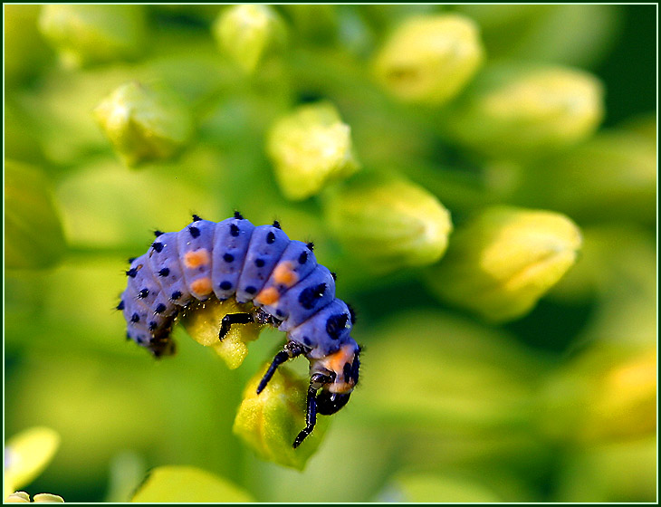 фото "Тоже жизнь" метки: природа, макро и крупный план, насекомое