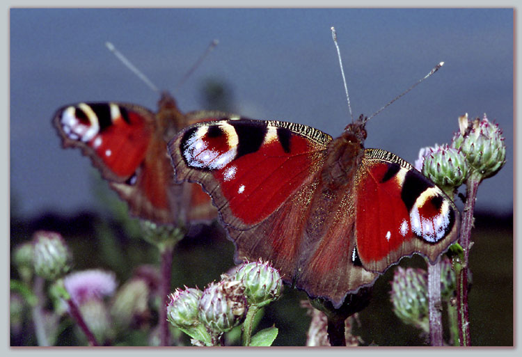 photo "Synchronous performance" tags: nature, macro and close-up, insect