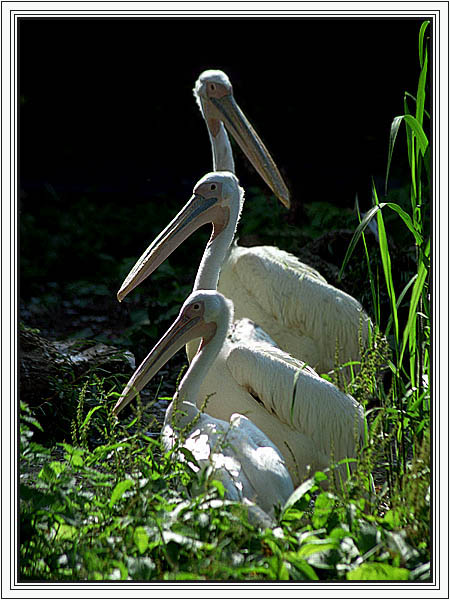 photo "Family portait" tags: nature, humor, wild animals