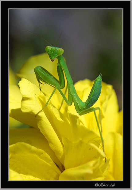 photo "Is it me You looking for?...." tags: nature, macro and close-up, insect