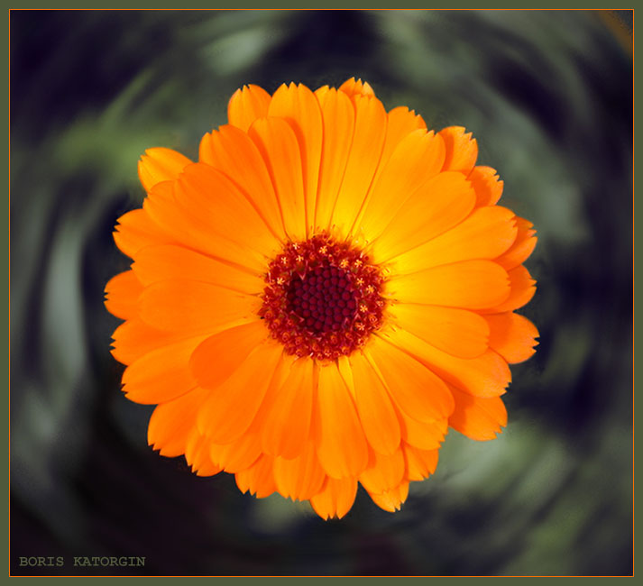 photo "Orange round dance" tags: macro and close-up, nature, flowers