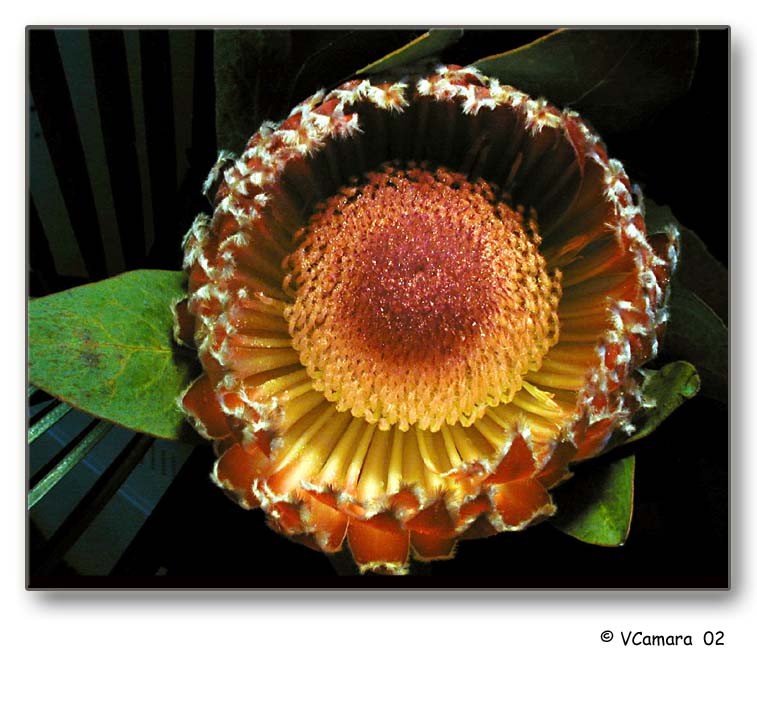 photo "Honey cake" tags: nature, macro and close-up, flowers