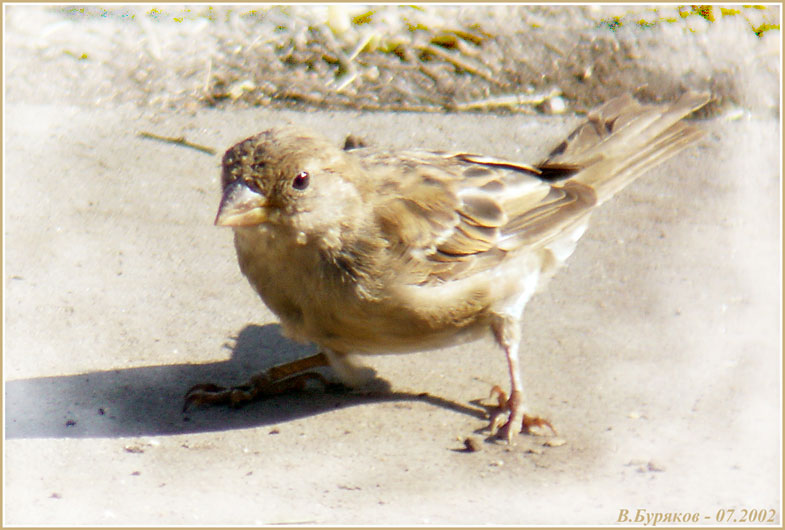 photo "The street hooligan" tags: nature, macro and close-up, wild animals