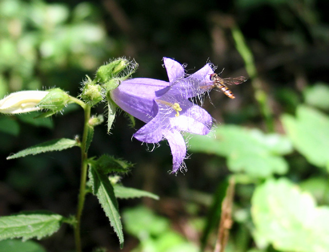 photo ""Unshaven" handbell." tags: montage, nature, flowers