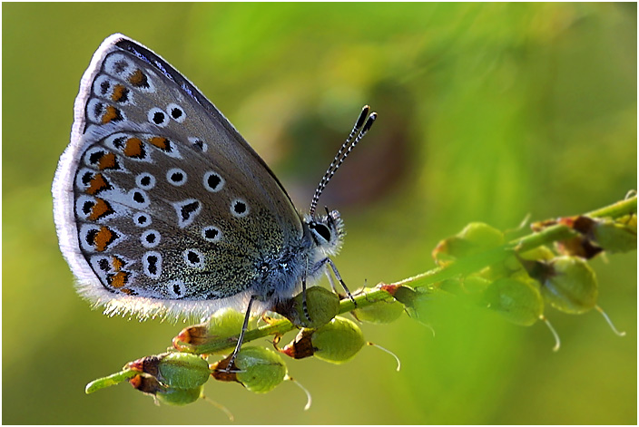 photo "Common blue" tags: nature, macro and close-up, insect