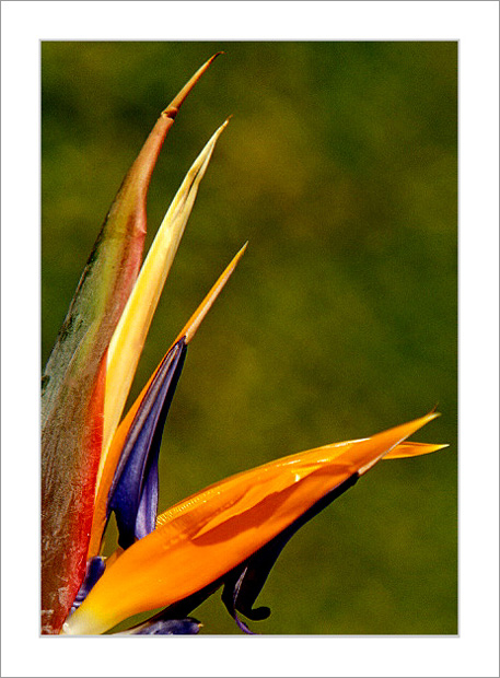 фото "Madeira`s Flower" метки: природа, путешествия, Европа, цветы