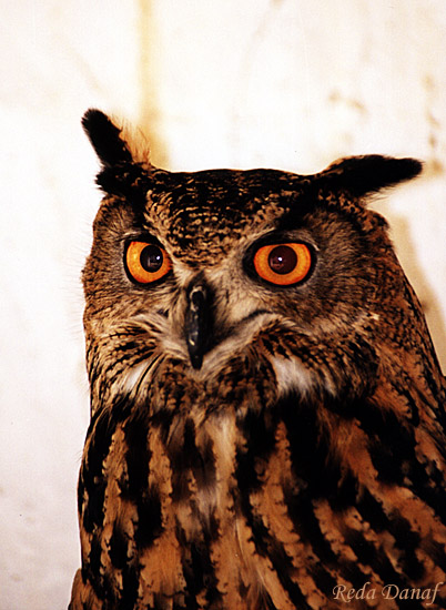 фото "Owl # 2" метки: путешествия, природа, Африка, дикие животные