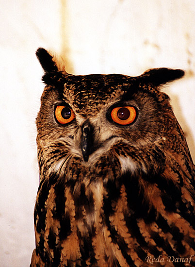 photo "Owl # 2" tags: travel, nature, Africa, wild animals
