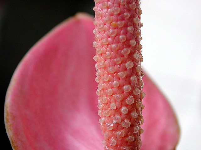 photo "Anturio" tags: macro and close-up, nature, flowers