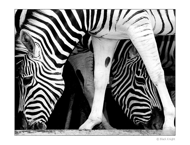 photo "Cross Lines" tags: nature, black&white, wild animals