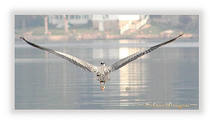 photo "Flight" tags: nature, landscape, water, wild animals