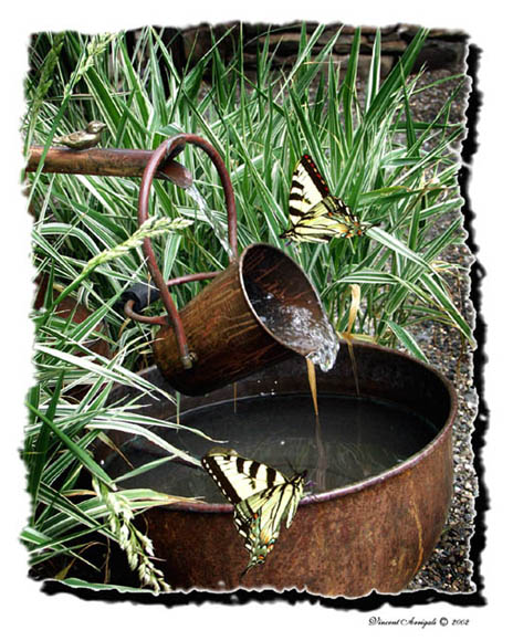 photo "Tipping the Pail" tags: nature, montage, 