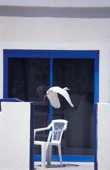 photo "egret" tags: nature, 