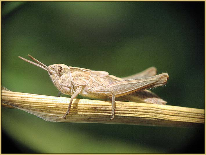 фото "В траве сидел кузнечик..." метки: фотомонтаж, природа, насекомое
