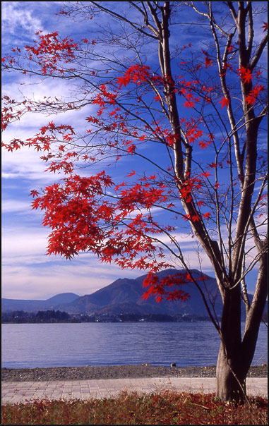 photo "Crimson maple" tags: landscape, autumn