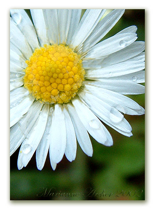 фото "Just a Tiny Daisy" метки: макро и крупный план, 