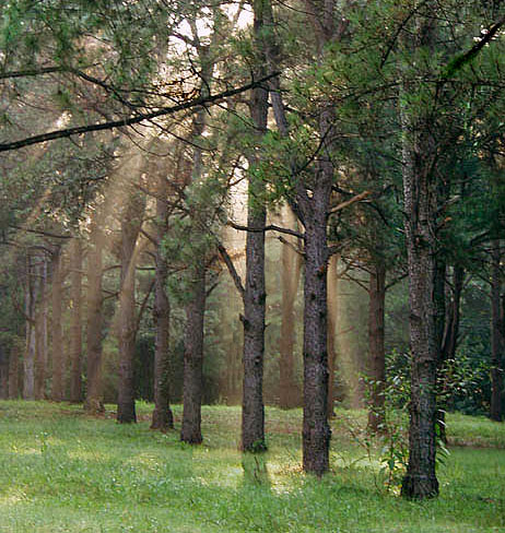 photo "Misty Morning" tags: landscape, forest, summer