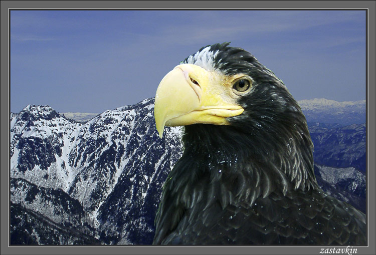 фото "Белоплечий орлан" метки: природа, фотомонтаж, дикие животные
