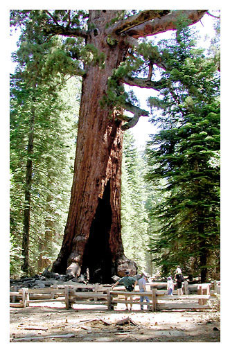 photo "The grizzly giant" tags: nature, landscape, flowers, forest